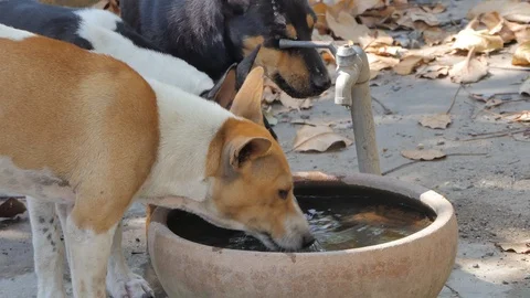 Dog are drinking water. Stock Footage 103801178