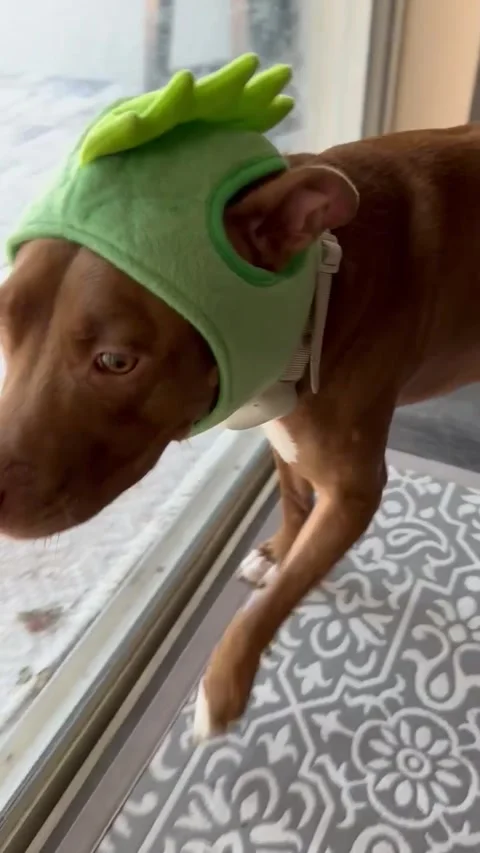 Dog-asaurus Rex Stock Footage 313292161