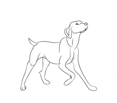 Dog asking, lines, vector Stock Illustration