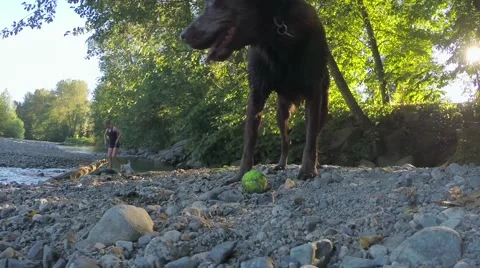 Dog asking to play fetch Stock Footage 41452470