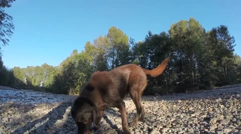 Dog asking to play fetch Stock Footage 41452879