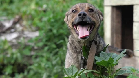 The dog asks to drink, breathing slow Stock Footage 77513660