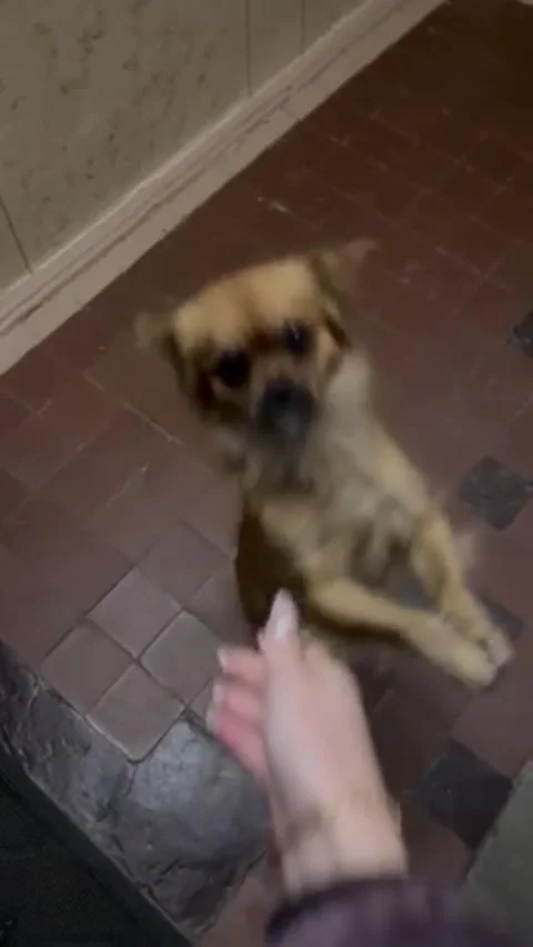 The dog asks to eat Stock Footage 289283941