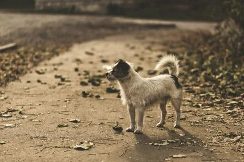 Dog on the asphalt path Foto stock