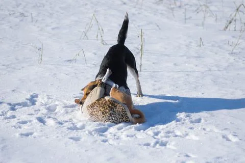 Dog attack Basenji and bite it on the neck while playing Stock Photos