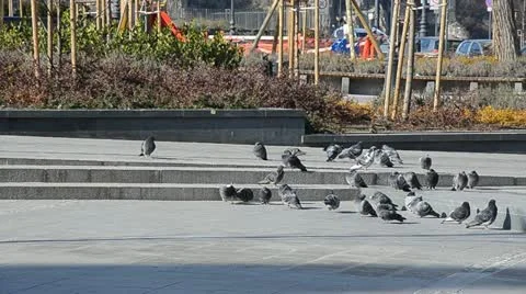 Dog attack Stock Footage 10850032