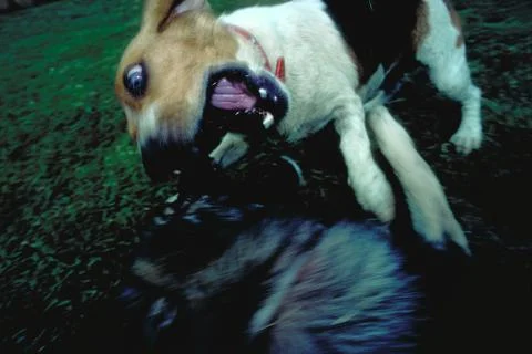 Dog attacking Stock Photos