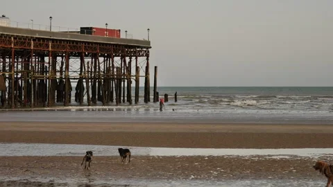A dog attacks another pup next to Hastings pier slow motion 4K Stock Footage 285770244