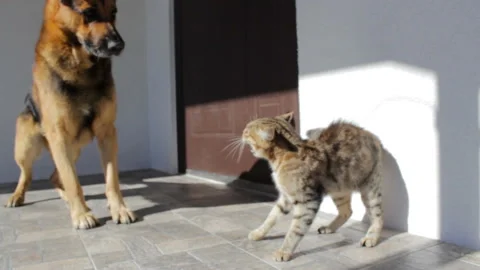 Dog attacks the cat Vidéo 108365022