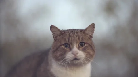 The dog attacks the cat Stock Footage 118532670