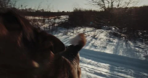 Dog Attacks in Slow Motion - Explosive Winter Action in Frozen Field Stock Footage 333487057