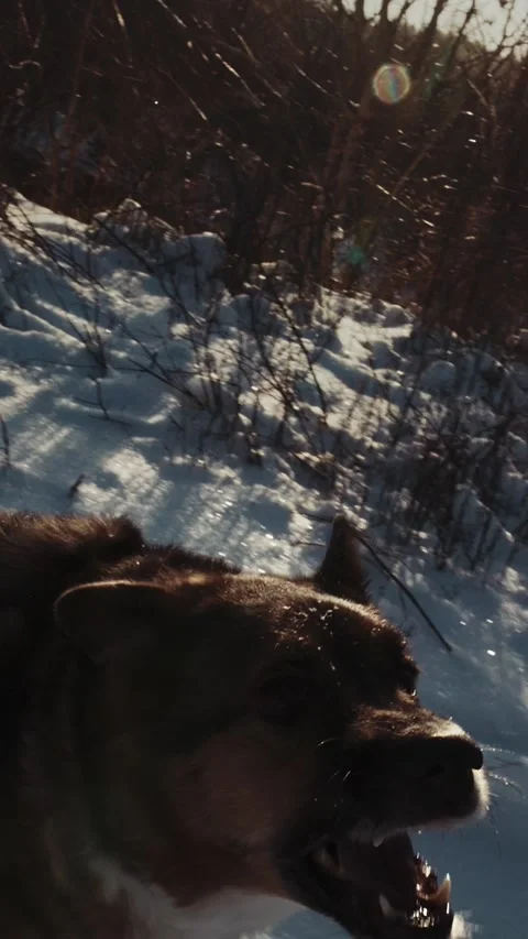 Dog Attacks in Slow Motion - Explosive Winter Action in Frozen Field Stock Footage 341360096