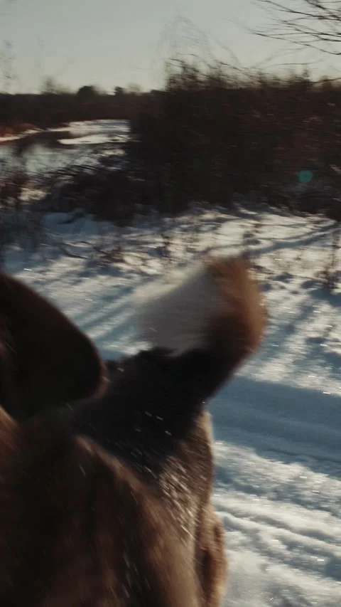 Dog Attacks in Slow Motion - Explosive Winter Action in Frozen Field Stock Footage 342941174