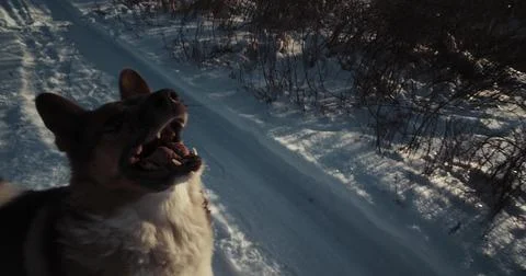 Dog Attacks in Slow Motion - Explosive Winter Action in Frozen Field Stock Photos