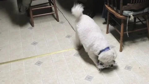 Dog Attacks a Stuffed Cow Stock Footage 146242977