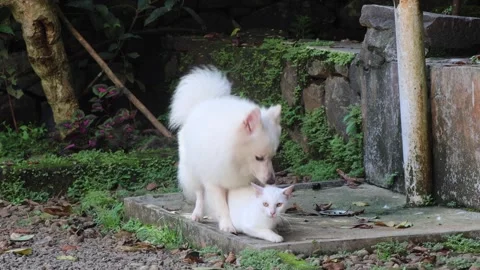 Dog attempts to mate with a cat Stock Footage 280976814