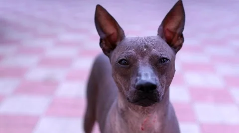 Dog attentively looking at the camera Stock Footage 53874425