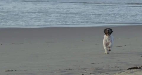 DOG ON AUS BEACH Stock Footage 82438588