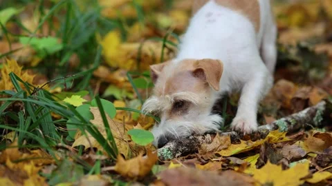 A dog in the autumn forest chews a stick Stock Footage 253170719