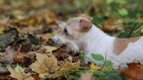 A dog in the autumn forest chews a stick Stock Footage 253170859