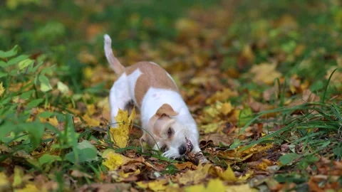A dog in the autumn forest chews a stick Stock Footage 253171046