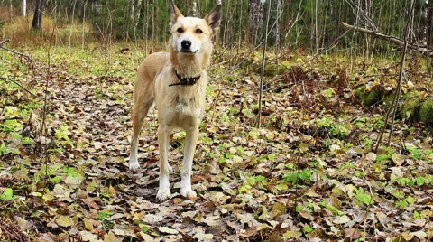 Dog In The Autumn Forest Видео 57333992