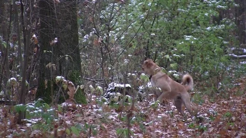 Dog in an autumn forest Stock Footage 83844466