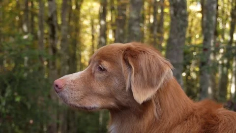 Dog in an autumn forest. Stock Footage 253903339