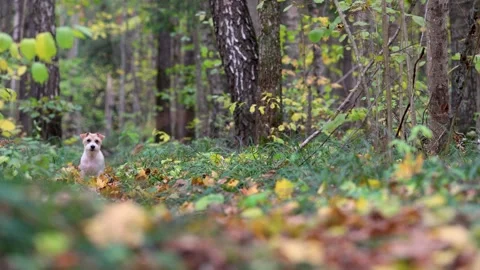 Dog in the autumn forest. Jack Russell Terrier stands on the grass in the park Stock Footage 253172944