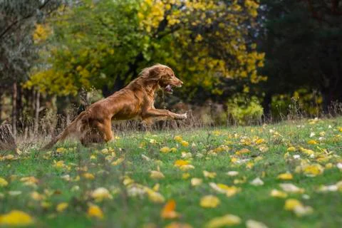 Dog in autumn forest. Stock Photos