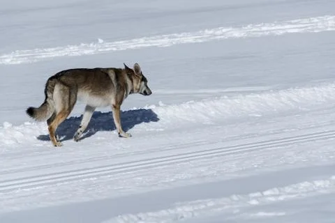 Dog avalanche Stock Photos