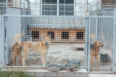 Dog in the aviary Stock Photos