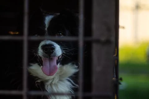 Dog in aviary Photos