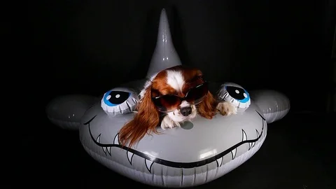 Dog avoid swimming cute summer travelling concept. Puppy sunglasses. 스톡 동영상 90227557