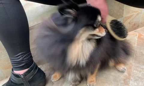 Dog avoiding being brushed Video stock 302839774