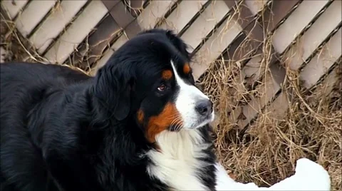 Dog awaits dinner Stock Footage 35765162