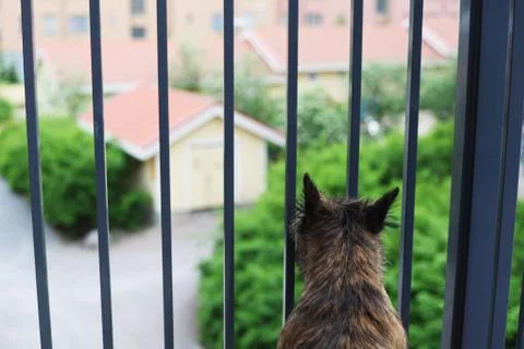 Dog awaits Stock Photos