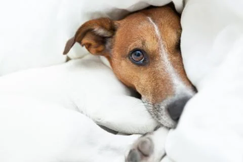 Dog awake Stock Photos
