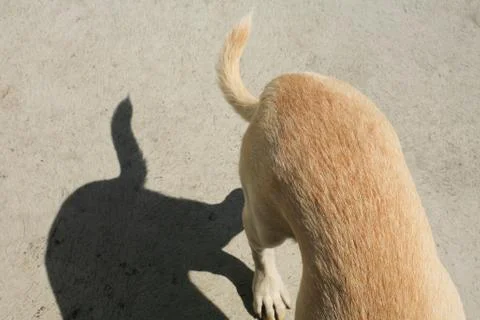 Dog back and tail with shadows Stock Photos