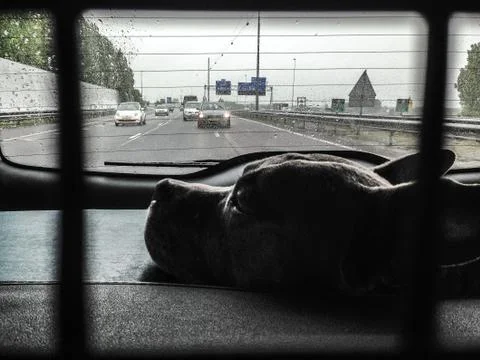 Dog in the back of a car Stock Photos