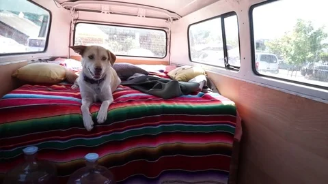 A dog in the back of a classic mini-bus van. Vidéo 71251463