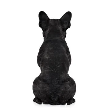 Dog back torso Foto stock