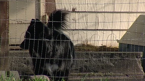 Dog in Back Yard in Bonner/Milltown Stock Footage 105959114