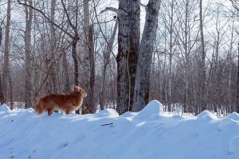 The dog on the background of the forest. Stock Photos