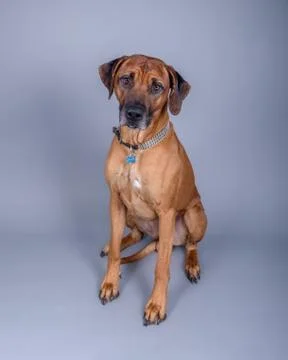 Dog on background. taken in a studio. Stock Photos