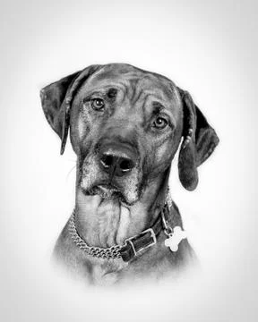 Dog on background. taken in a studio. Stock Photos