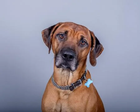 Dog on background. taken in a studio. Stock Photos