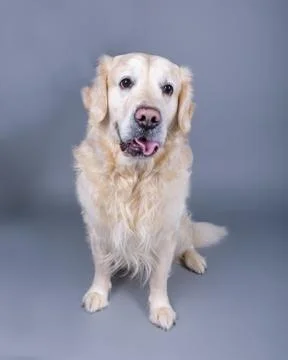 Dog on background. taken in a studio. Stock Photos