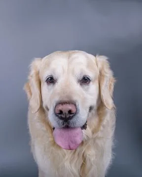 Dog on background. taken in a studio. Stock Photos