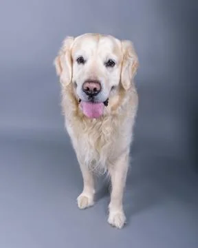 Dog on background. taken in a studio. Stock Photos